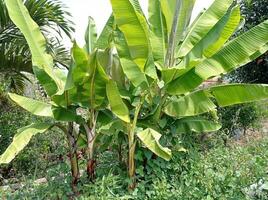 Banane Baum im das Garten foto