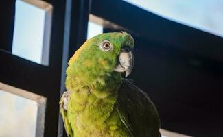 schließen oben von ein Grün gefiedert Papagei, schließen oben von Grün Papagei Auge mit Kopieren Raum foto