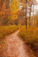 Herbst schön Wald mit ein Pfad bedeckt mit Blätter foto