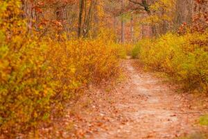 Herbst schön Wald mit ein Pfad bedeckt mit Blätter foto