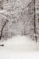 schön Winter Wald mit ein geschlagen Pfad foto