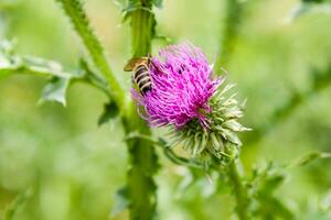 Feld Pflanzen blühen im Sommer- auf welche Insekten sitzen foto