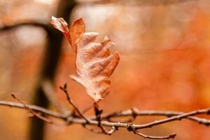 schöne Herbstblätter auf einem Ast foto