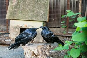 Schöne schwarze Krähen sitzen auf einem Baumstumpf foto