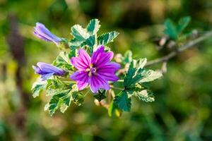 sommerfeld von makroblumen in nahaufnahmetropfen foto