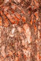 Textur von Rinde von ein Tanne Baum foto