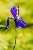 schöne violette iris unter dem sonnenlicht foto