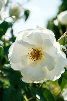 blühende Sommerrose in der Knospe foto