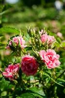 blühende Sommerrose in der Knospe foto