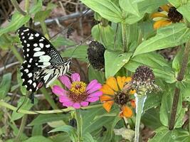 Zinnie Blume von Natur Hintergrund foto