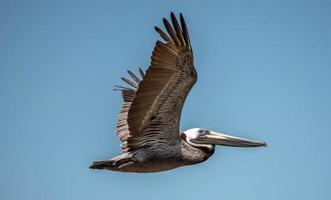 Pelikanvogel im Flug über den Ozean unter blauem Himmel foto