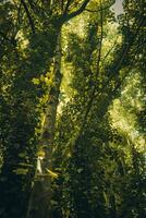 Urwald mögen bewachsen Wald im Frühling schließen zu Brighton, Osten Sussex, Vereinigtes Königreich foto