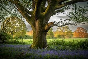 Glockenblumen im ein Feld im sonnig Wetter auf ein ruhig Abend, Westen Sussex, Vereinigtes Königreich foto