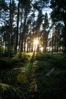 Abend Sonnenstrahlen durch das Wald im Sommer, Vereinigtes Königreich foto