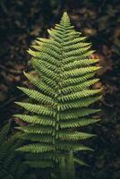 Single Farn Blatt auf einen jung Pflanze im ein spät Frühling, Westen Sussex, Vereinigtes Königreich foto