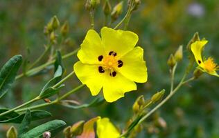 Halimium Blume schließen oben foto