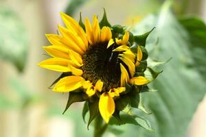 Helianthus annuus Sonnenblume foto