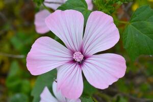 Lavatera trimestris schön Blume foto