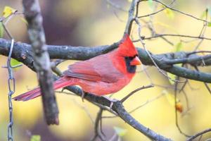 roter Kardinal frisst am Feeder foto