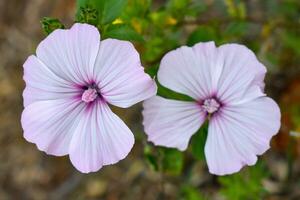 Lavatera trimestris schön Blume foto