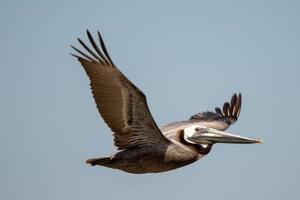 abstrakte Pelikane im Flug am Strand des Atlantiks foto