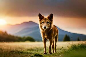 ein Hund ist Stehen im das Gras beim Sonnenuntergang. KI-generiert foto