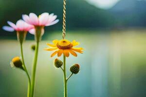 Foto Hintergrund das Himmel, Blumen, das See, das Sonne, das Blumen, das Himmel,. KI-generiert