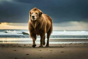 ein Löwe Gehen auf das Strand beim Sonnenuntergang. KI-generiert foto