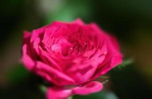 rosa Rose im festlichen Strauß foto