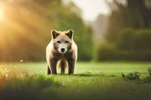ein Wolf ist Stehen im das Gras im Vorderseite von das Sonne. KI-generiert foto