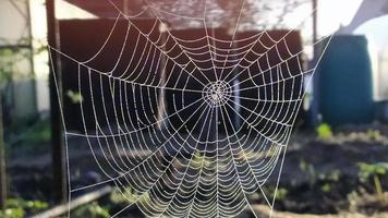 Spinnweben in den Bäumen. eine Spinne hat ein wunderschönes Spinnennetz gewebt foto