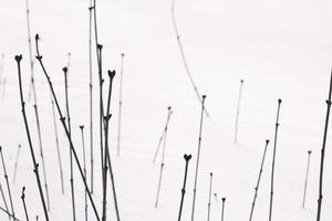 schöne Musterstammlinie des Pflanzenbuschs in einem kalten Winterschneefeld foto