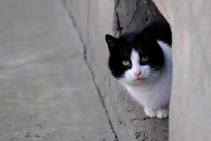 schwarz-weiß getigerte Straßenkatze mit grünen Augen Porträt Nahaufnahme foto