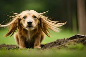 ein Hund mit lange Haar Stehen im das Gras. KI-generiert foto