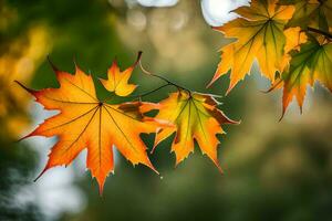 Herbst Blätter, Herbst, Herbst Blätter, Herbst Blätter, Herbst Blätter, Herbst Blätter, Herbst. KI-generiert foto