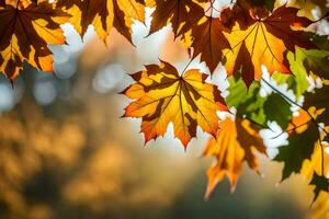 Herbst Blätter sind gezeigt im das Sonnenlicht. KI-generiert foto
