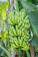 vertikales Foto eines Bündels grüner Bananen am Baum