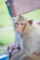 Affenmutter mit schlafendem Baby beim Stillen foto