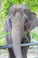 asiatischer elefant, der grünes gras im öffentlichen park, thailand, vertikal isst foto