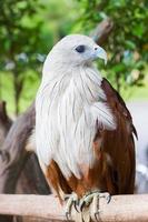 Nahaufnahme Brahminy Drachen. rotrückeniger Seeadler. thailand, vertikal. foto