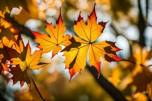 Herbst Blätter sind gezeigt im das Sonnenlicht. KI-generiert foto