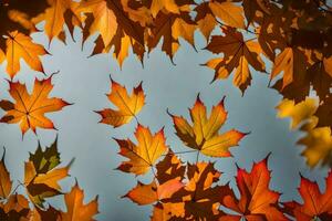 Herbst Blätter sind gezeigt gegen ein Blau Himmel. KI-generiert foto