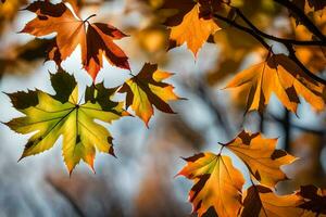 Herbst Blätter fotografieren - - Herbst Blätter fein Kunst drucken. KI-generiert foto