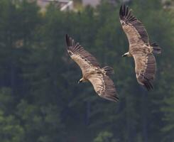 Griffon Geier fliegend, Drome Provenzalisch, Frankreich foto