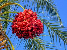 Termine wachsend auf ein Grün Palme Baum auf ein Hintergrund von Blau Himmel foto