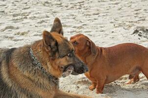 spielen auf das Strand Bar Hundedeutsch Schäfer und ein klein rothaarig Dackel im das warm Frühling Sonne foto