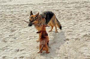 spielen auf das Strand Bar Hundedeutsch Schäfer und ein klein rothaarig Dackel im das warm Frühling Sonne foto