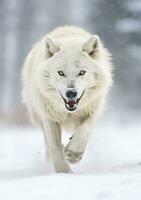 das Wolf Blick, ein Moment von Leben im das Arktis Wildnis. ai generativ foto