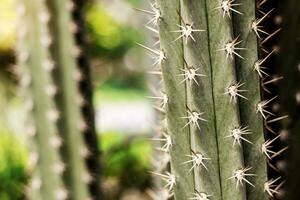 Kaktus mit gefährlich von Spitze. foto