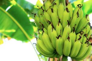 Bananen auf Bäume mit Sonnenlicht. foto